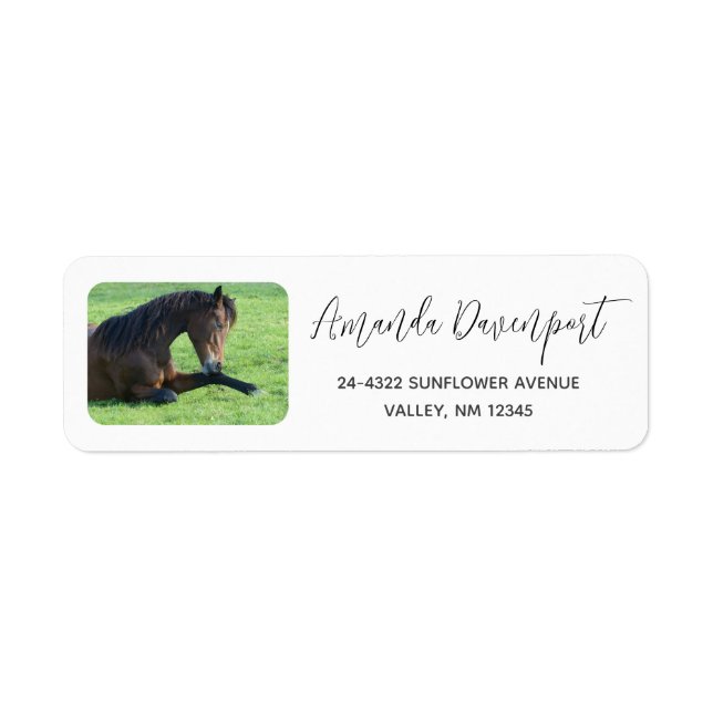 Pretty Brown Horse Laying in the Grass (Front)