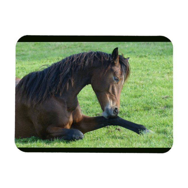 Pretty Brown Horse Laying in the Grass Magnet (Horizontal)