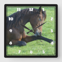 Pretty Brown Horse Laying in the Grass