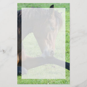 Pretty Brown Horse Laying in the Grass Stationery