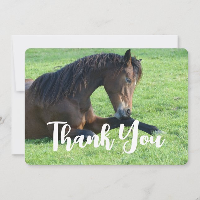 Pretty Brown Horse Laying in the Grass Thank You Card (Front)