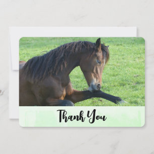 Pretty Brown Horse Laying in the Grass Thank You Card