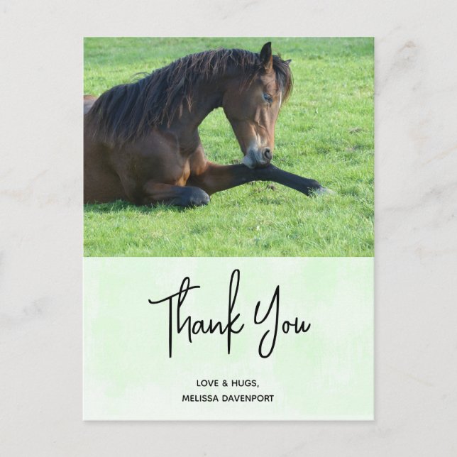Pretty Brown Horse Laying in the Grass Thank You Postcard (Front)