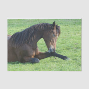 Pretty Brown Horse Laying in the Grass Tissue Paper