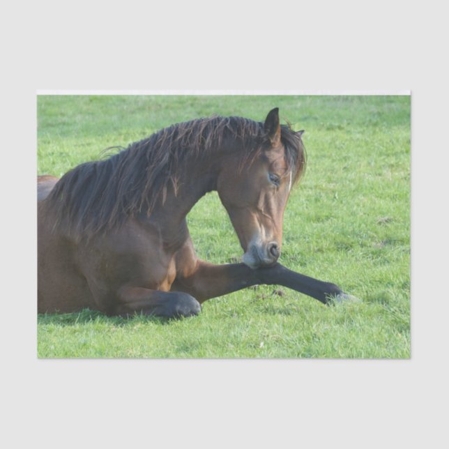 Pretty Brown Horse Laying in the Grass Tissue Paper (Front)