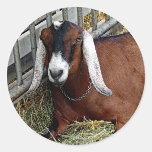 Pretty Brown Nubian Goat Photo Classic Round Sticker