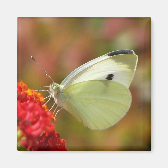 Pretty Butterfly Magnet (Front)