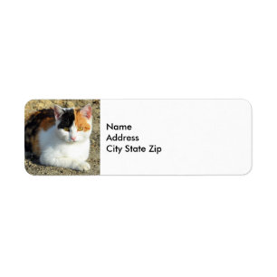 Pretty Calico Cat Photo