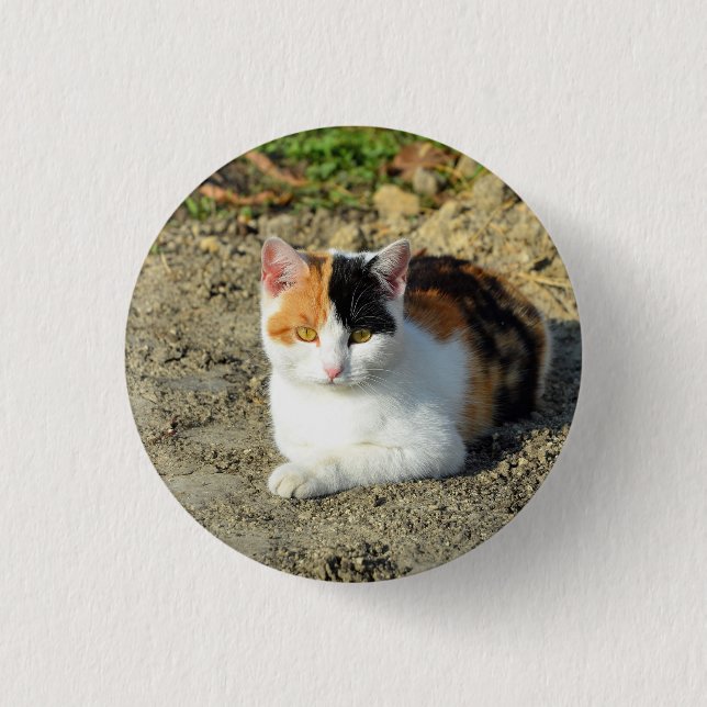 Pretty Calico Cat Photo 3 Cm Round Badge (Front)