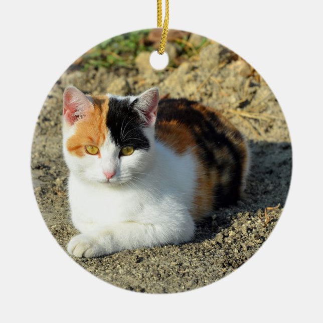 Pretty Calico Cat Photo Ceramic Tree Decoration (Front)