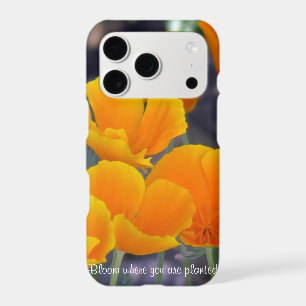 Pretty California Poppies with Quote