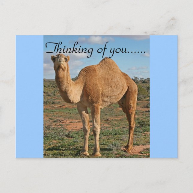 Pretty Camel Postcard (Front)