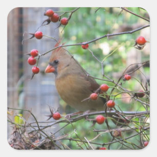 Pretty Cardinal in Berry Branches Winter Square Sticker