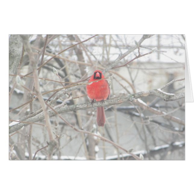 Pretty Cardinal on Winter's Day Blank Card (Front Horizontal)