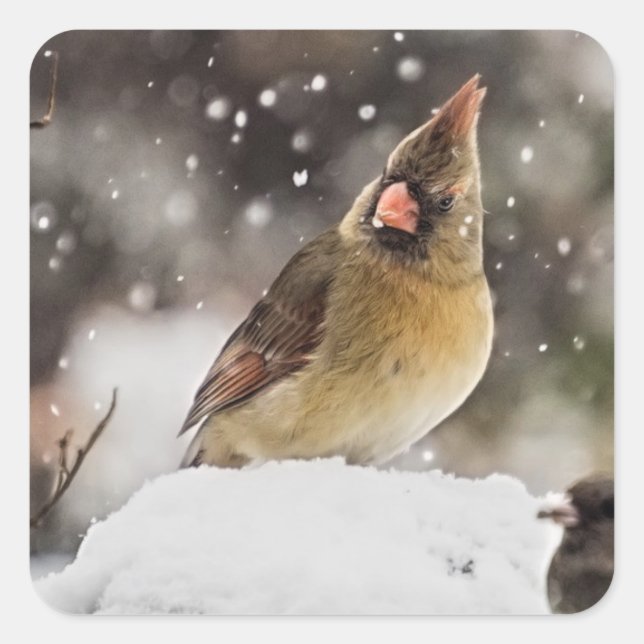 Pretty Cardinal Snow Scene Stickers (Front)