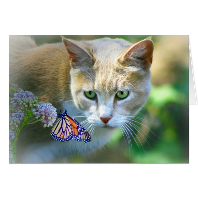 Pretty Cat and Butterfly Just Saying Hi Card (Front Horizontal)