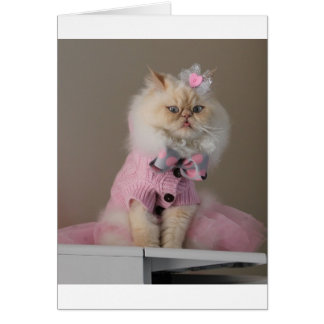 Pretty  cat  in Pink Sweater