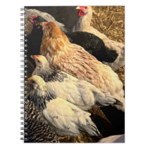 Pretty  Chickens Notebook