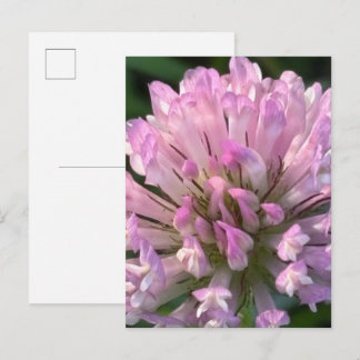 Pretty Clover Flower  Postcard