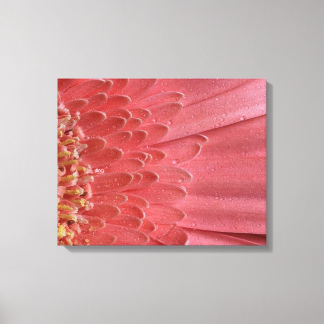 Pretty Coral Pink Gerbera Daisy Canvas Print (Front)