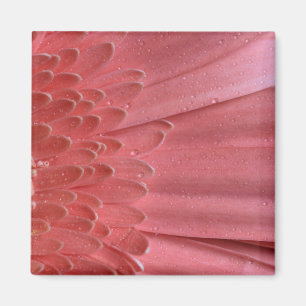 Pretty Coral Pink Gerbera Daisy Magnet