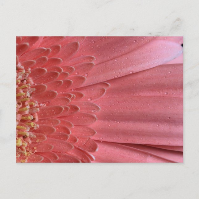Pretty Coral Pink Gerbera Daisy Postcard (Front)