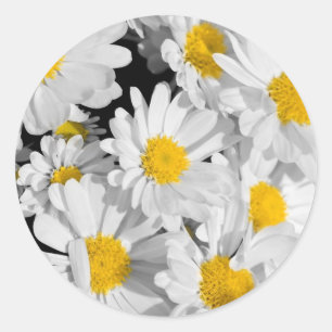 Pretty Daisies Classic Round Sticker