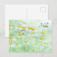 Pretty Daisies in a Field Photograph