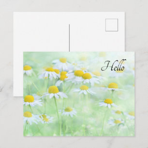 Pretty Daisies in a Field Photograph Postcard