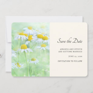 Pretty Daisies in a Field Photograph Save The Date
