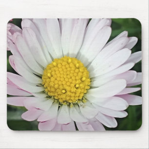 Pretty daisy mouse mat