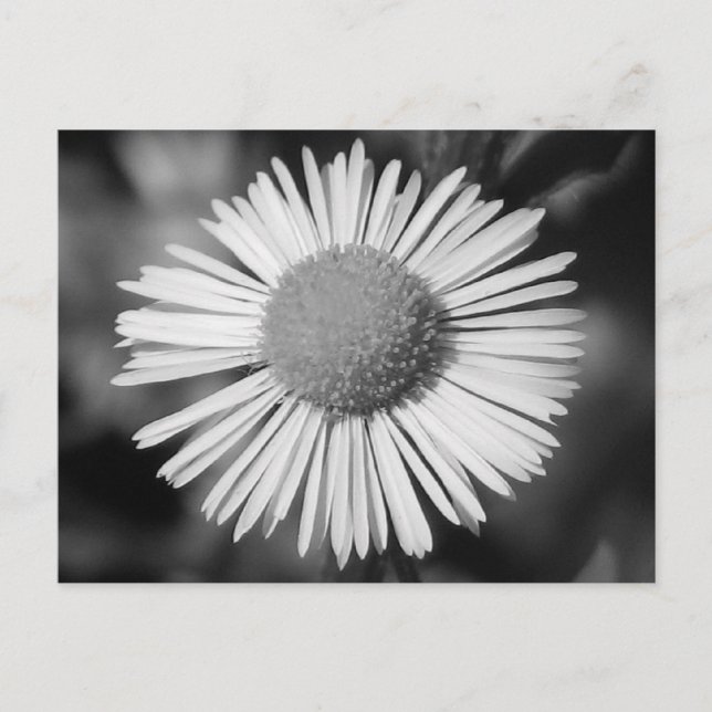 Pretty Daisy Postcard (Front)