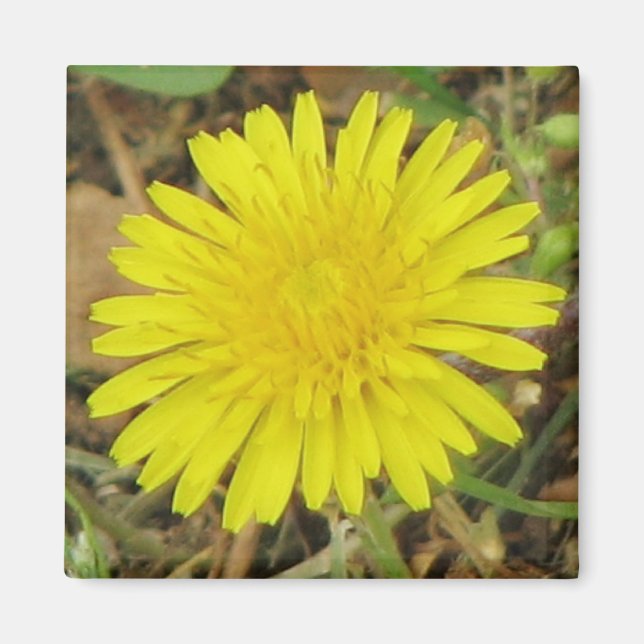 Pretty Dandelion Magnet (Front)