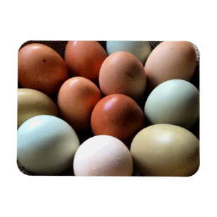 Pretty Eggs From Chicken Farm Magnet