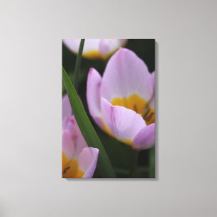Pretty, elegant purple tulip flowers. canvas print