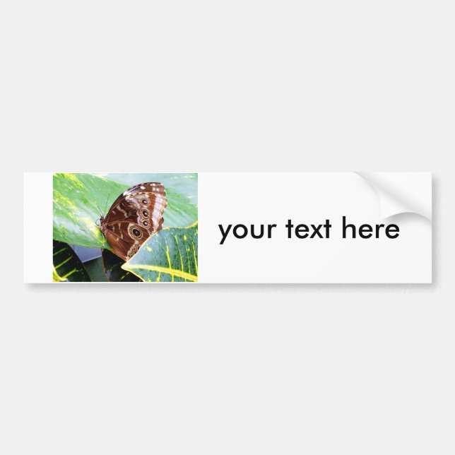 pretty eye butterfly moth brown tan picture bug bumper sticker (Front)
