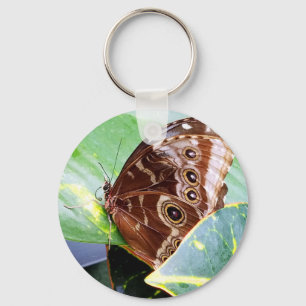 pretty eye butterfly moth brown tan picture bug key ring