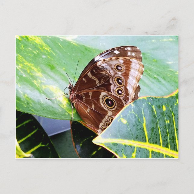 pretty eye butterfly moth brown tan picture bug postcard (Front)