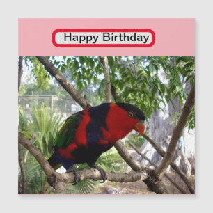 Pretty Face Rainbow Lorikeet,