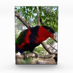Pretty Face Rainbow Lorikeet, Photo Block