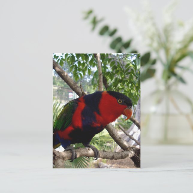 Pretty Face Rainbow Lorikeet, Postcard (Standing Front)