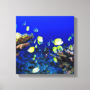 Pretty Fish And Coral Reef Canvas Print