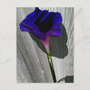 Pretty Floral Postcard