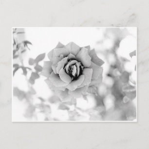 Pretty Flower Postcard