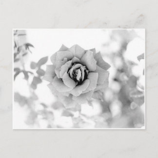 Pretty Flower Postcard