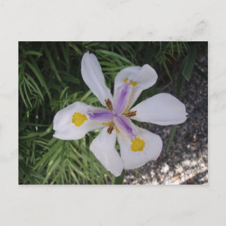 Pretty flower postcard