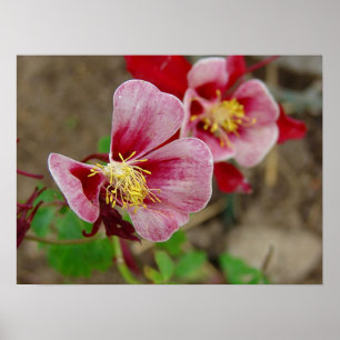 Pretty Flower Poster