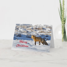 Pretty Fox Snow Photo Christmas