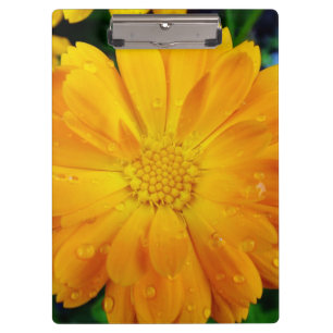 pretty full bloom summer yellow daisy flower. clipboard