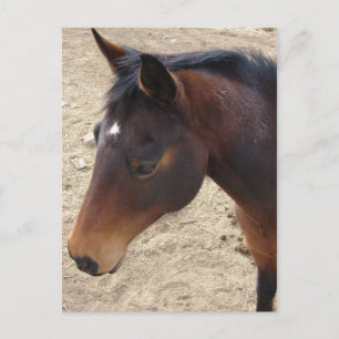 Pretty Girl Postcard